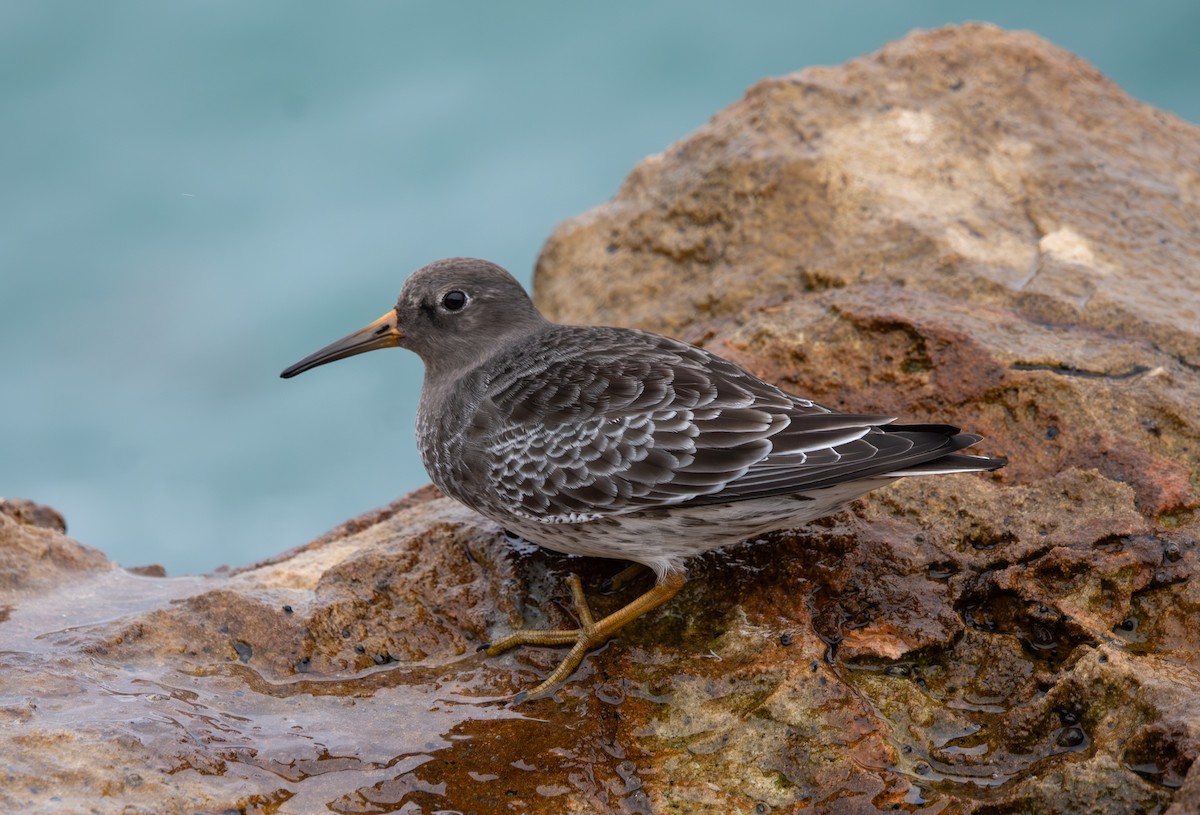 Purple Sandpiper - ML645447875