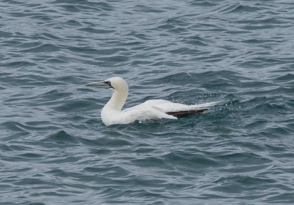 Alcatraz Atlántico - ML645447961