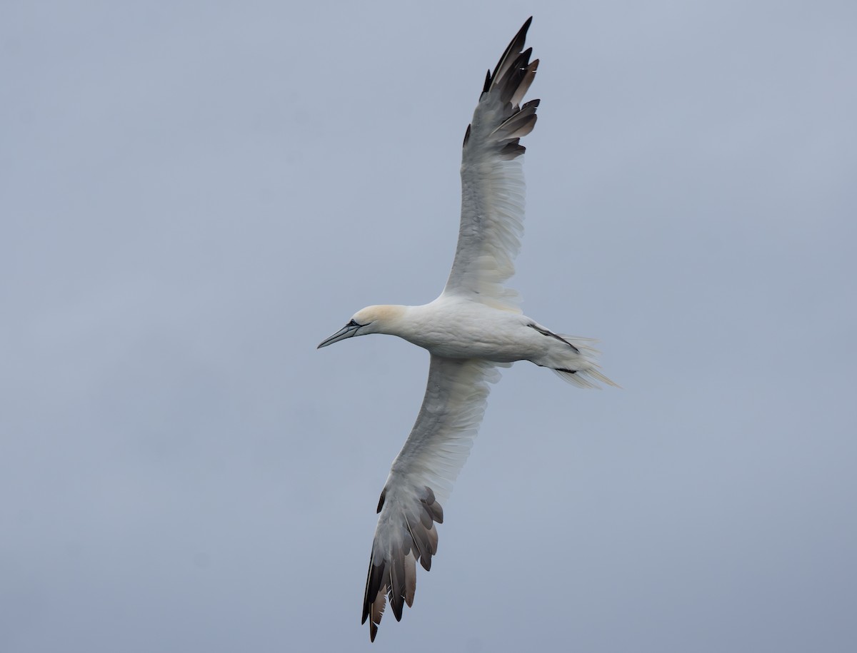 Alcatraz Atlántico - ML645447962