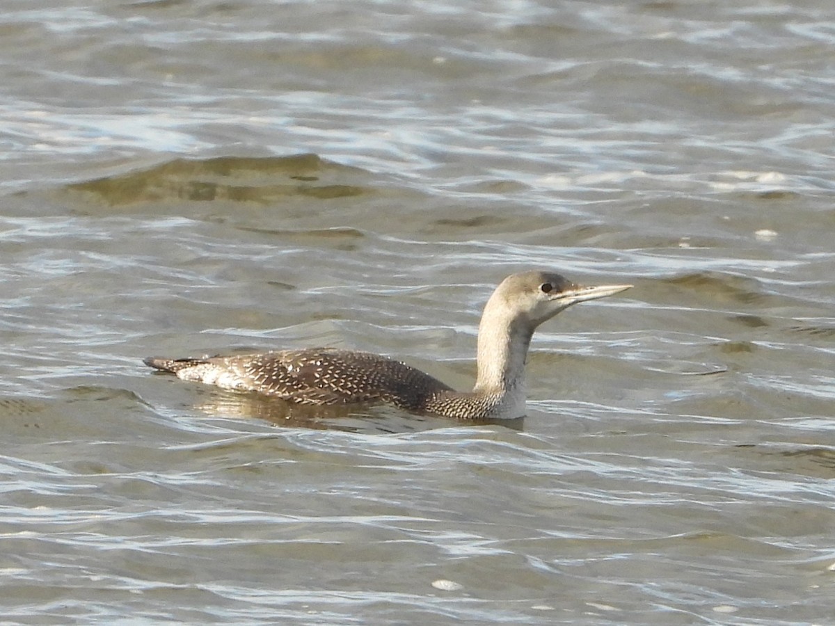 Red-throated Loon - ML645447967