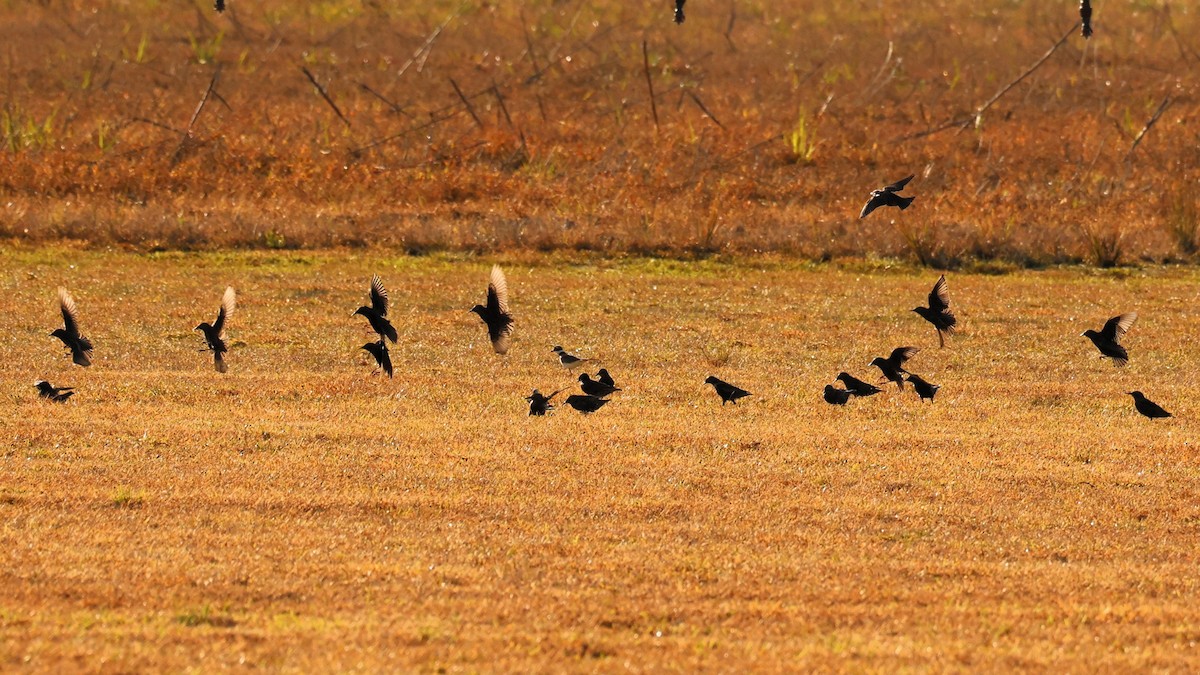 Шпак звичайний - ML645447969