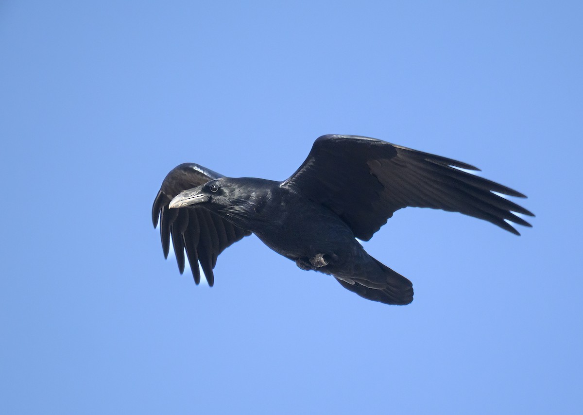 Common Raven - ML645447970