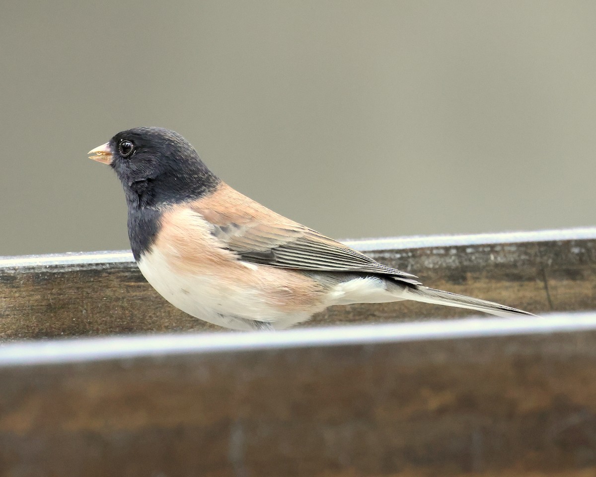Dark-eyed Junco - ML645447971