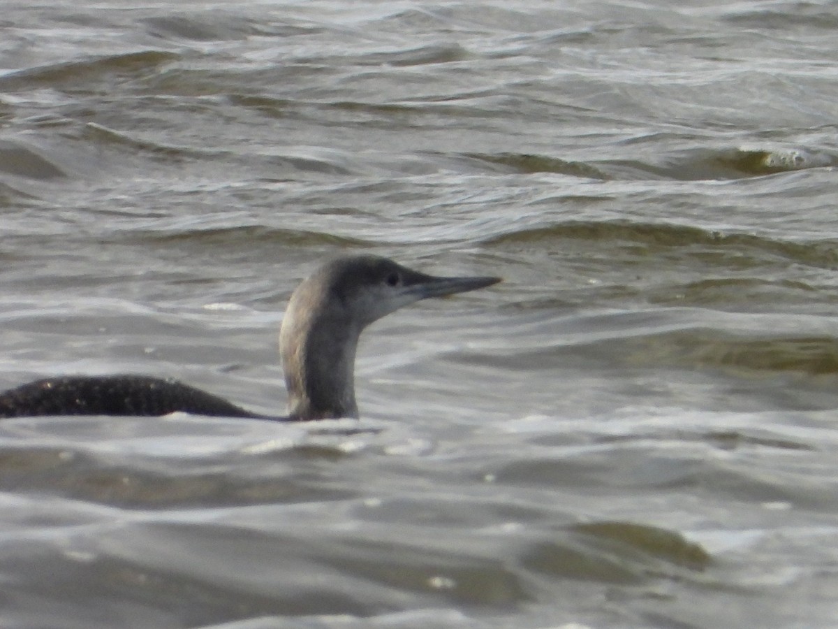 Red-throated Loon - ML645447972