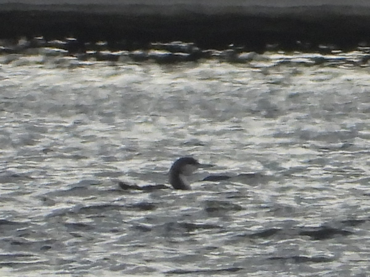 Arctic Loon - ML645447980