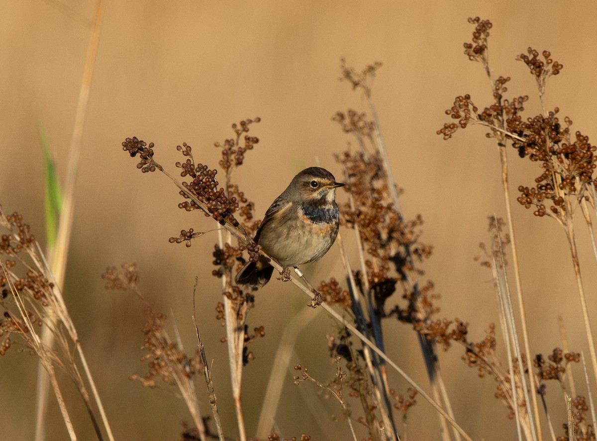 Bluethroat - ML645447981