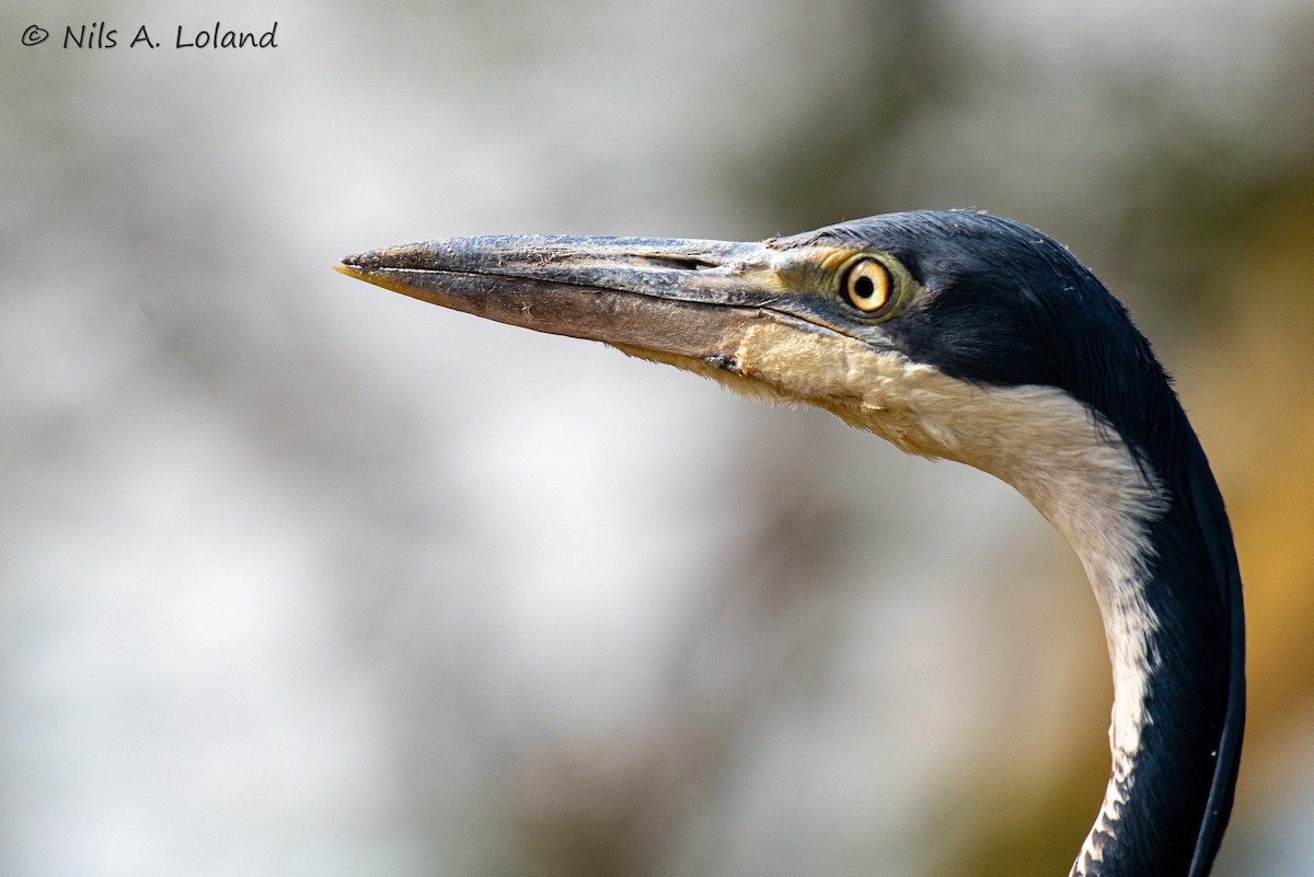 Héron mélanocéphale - ML645447984