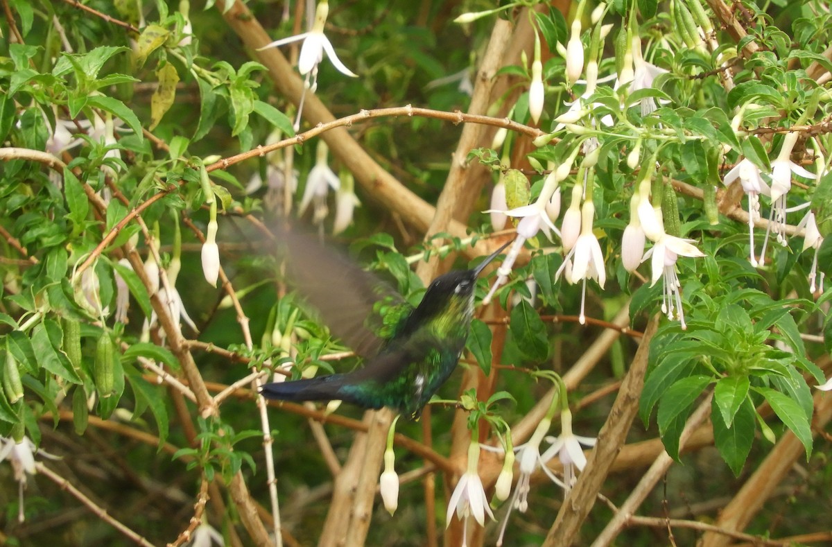 ヒノドハチドリ - ML645447986