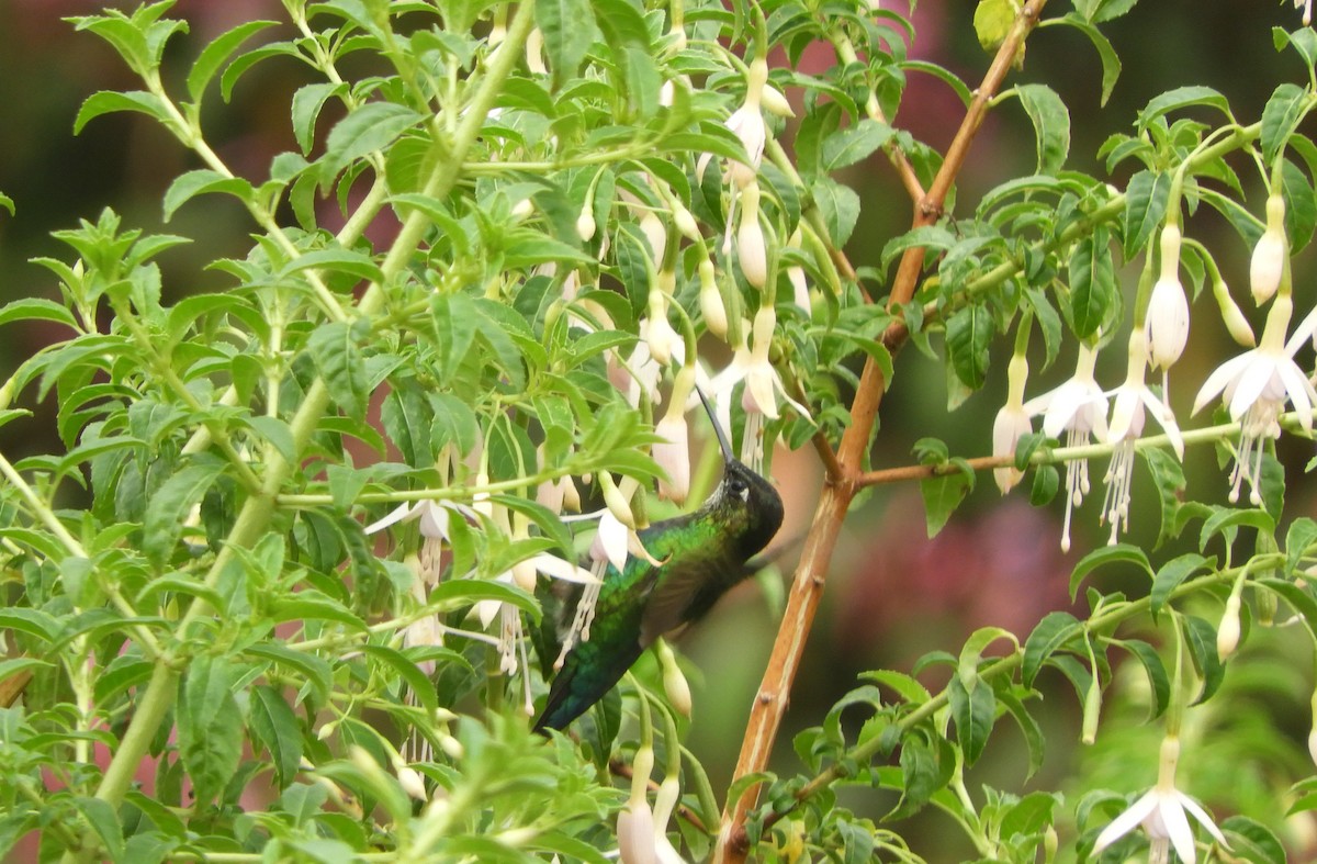 ヒノドハチドリ - ML645447987