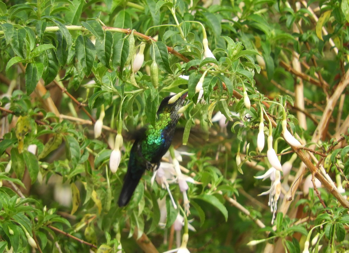 ヒノドハチドリ - ML645447988