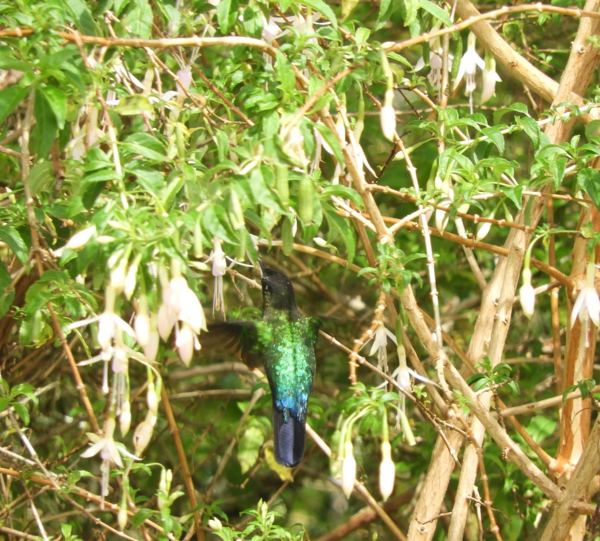 ヒノドハチドリ - ML645447989