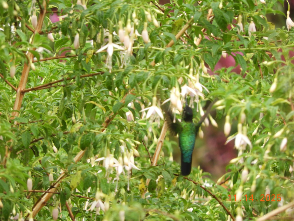 ヒノドハチドリ - ML645447990