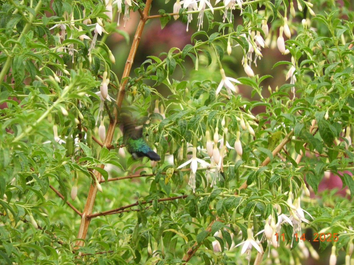 ヒノドハチドリ - ML645447991