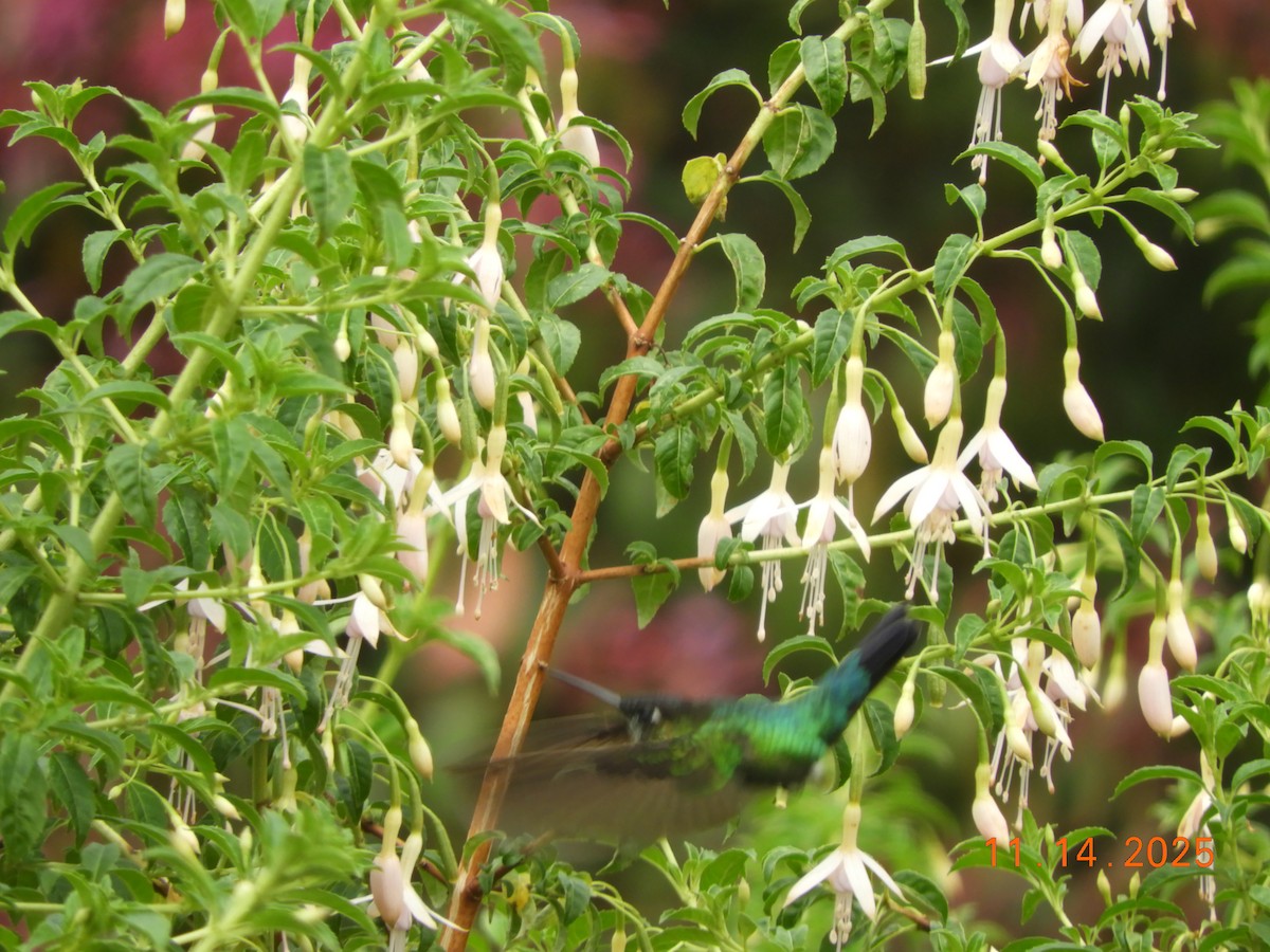 ヒノドハチドリ - ML645447992