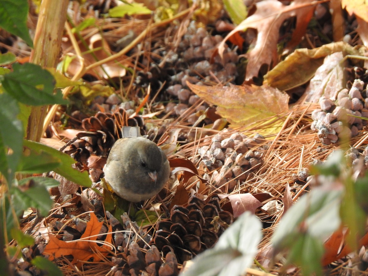 Dark-eyed Junco - ML645447993