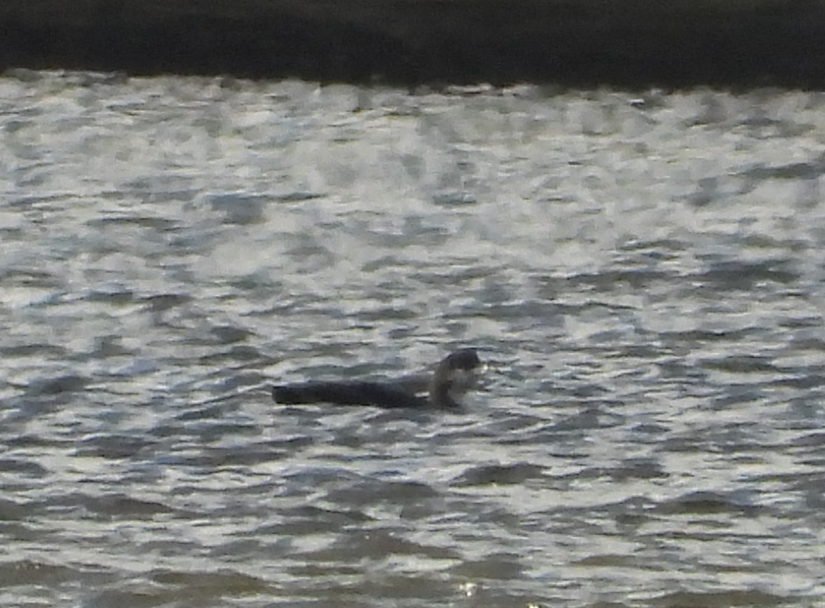 Arctic Loon - ML645447995