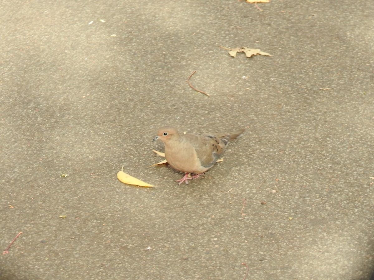 Mourning Dove - ML645448008