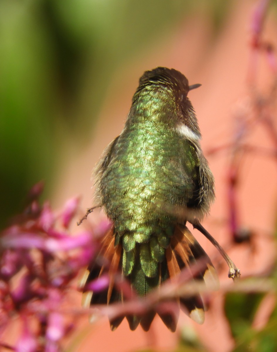 バラエリフトオハチドリ - ML645448010