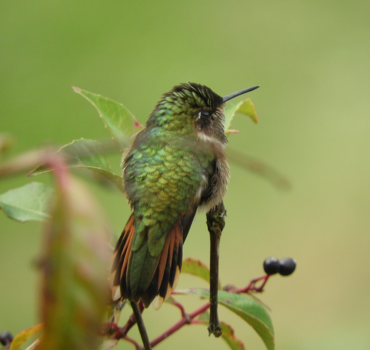 バラエリフトオハチドリ - ML645448011