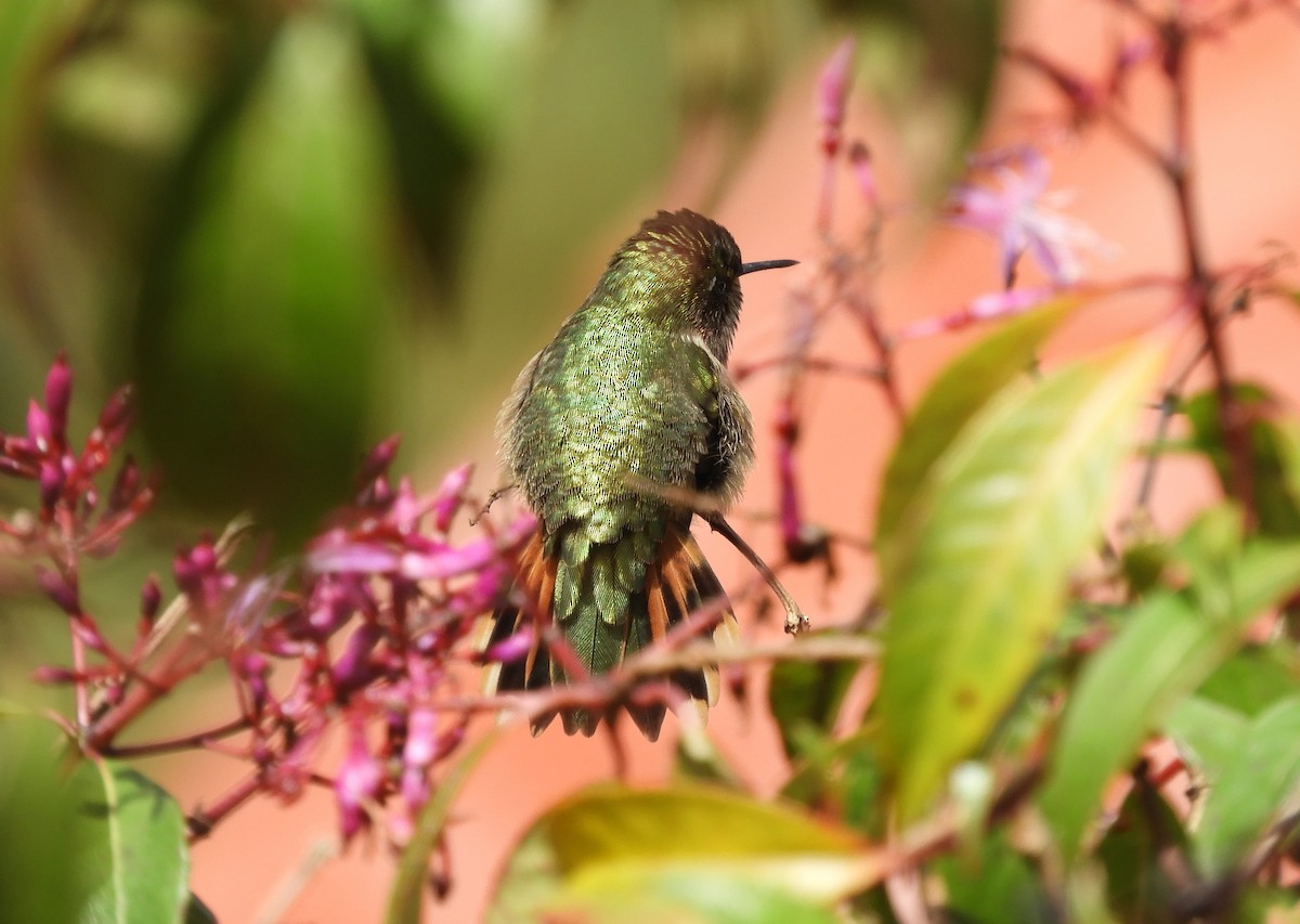 バラエリフトオハチドリ - ML645448012