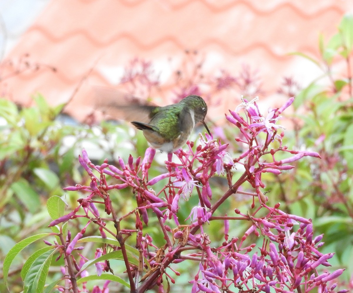 バラエリフトオハチドリ - ML645448013