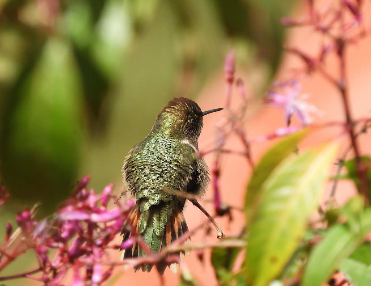 バラエリフトオハチドリ - ML645448014