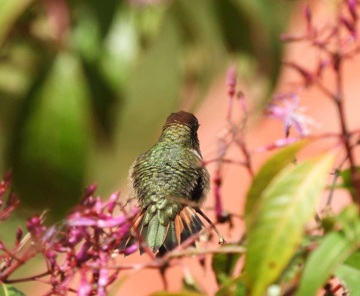 バラエリフトオハチドリ - ML645448015