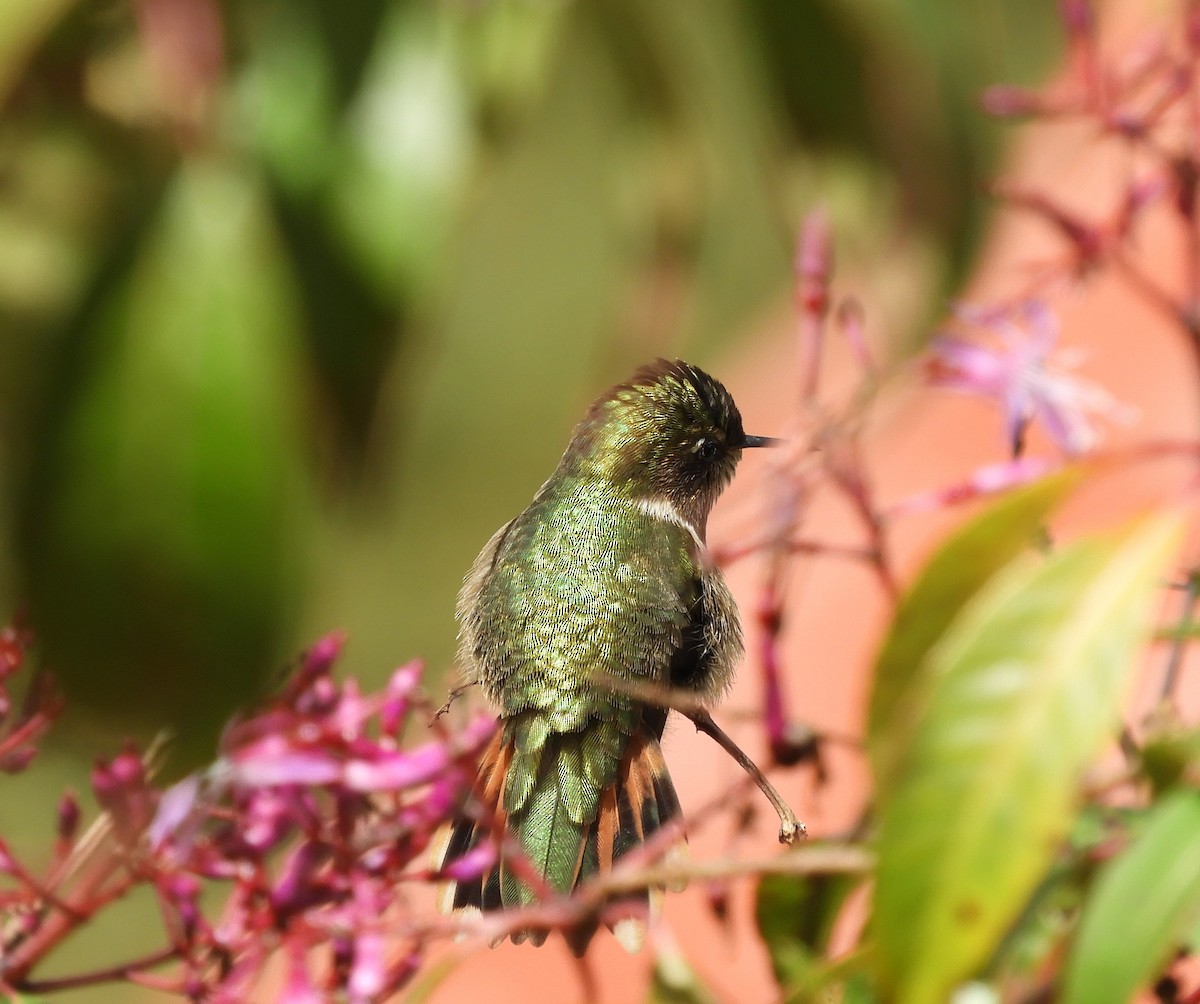 バラエリフトオハチドリ - ML645448016