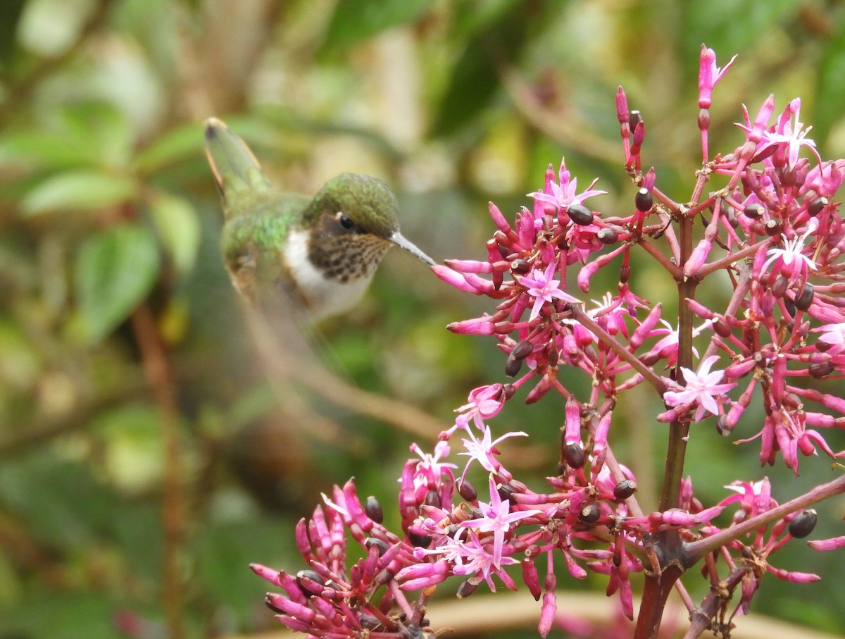 バラエリフトオハチドリ - ML645448017