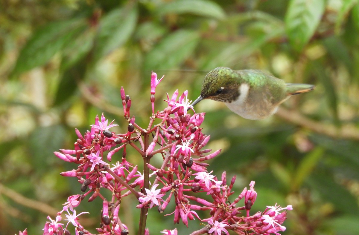 バラエリフトオハチドリ - ML645448018