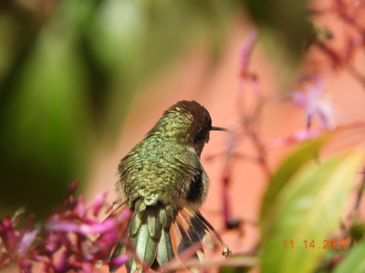 バラエリフトオハチドリ - ML645448019