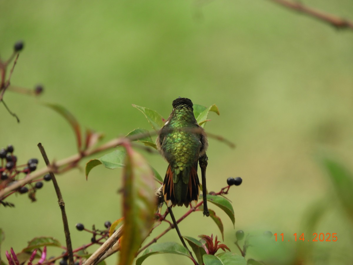 バラエリフトオハチドリ - ML645448020