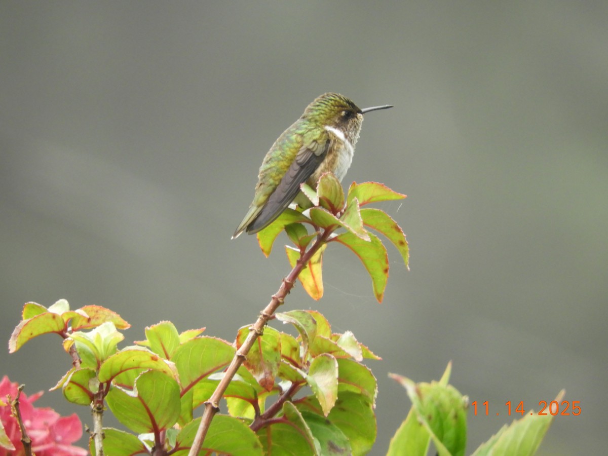 バラエリフトオハチドリ - ML645448021