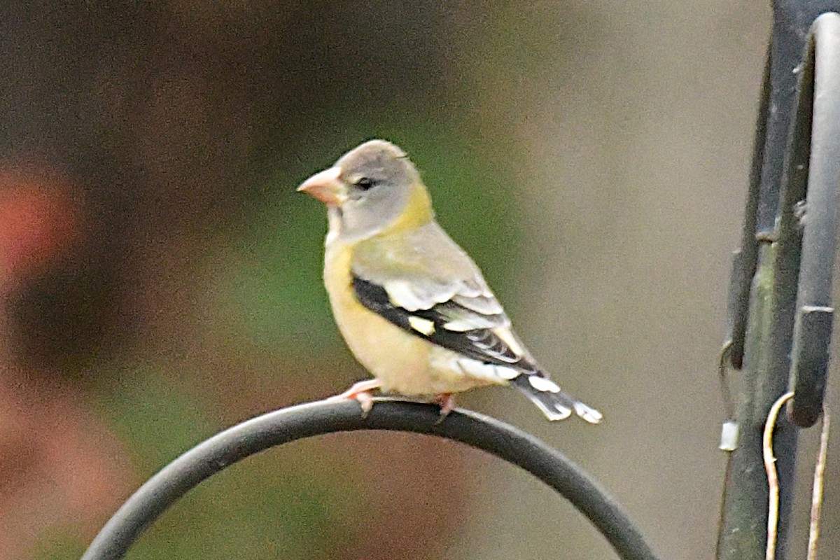 Evening Grosbeak - ML645448034