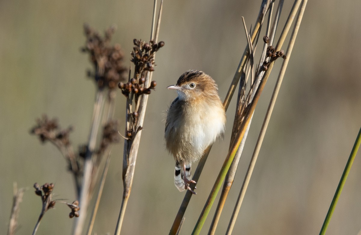 Zitting Cisticola - ML645448035
