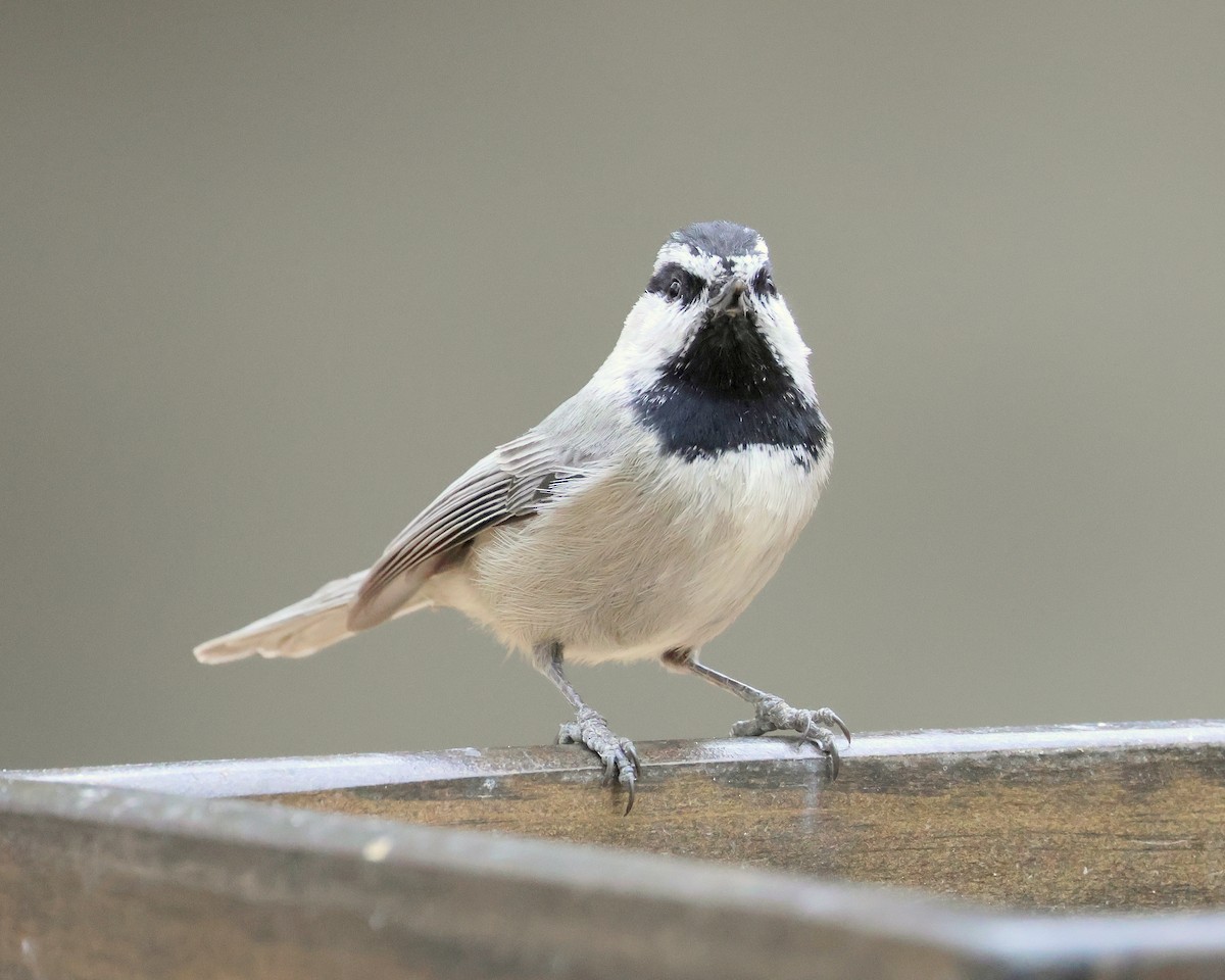 Mountain Chickadee - ML645448037