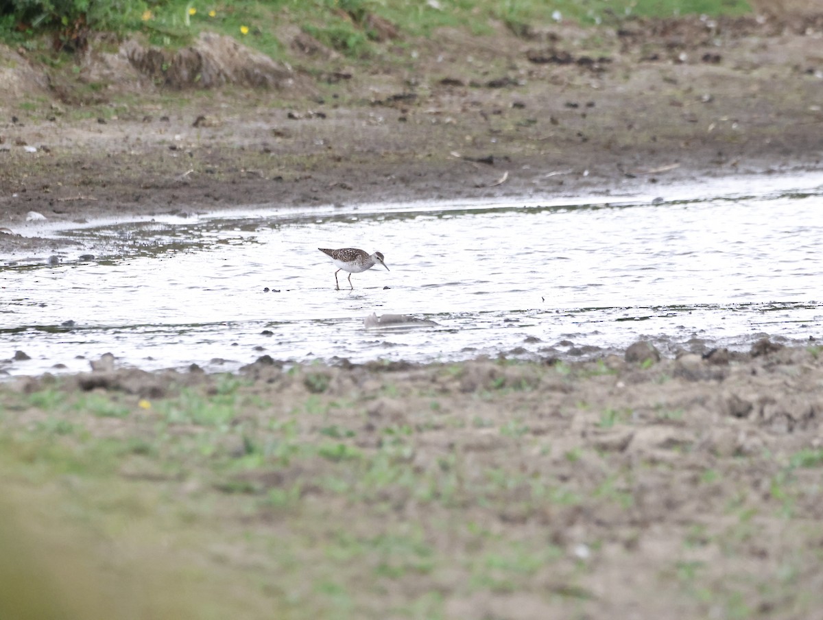 タカブシギ - ML645448040