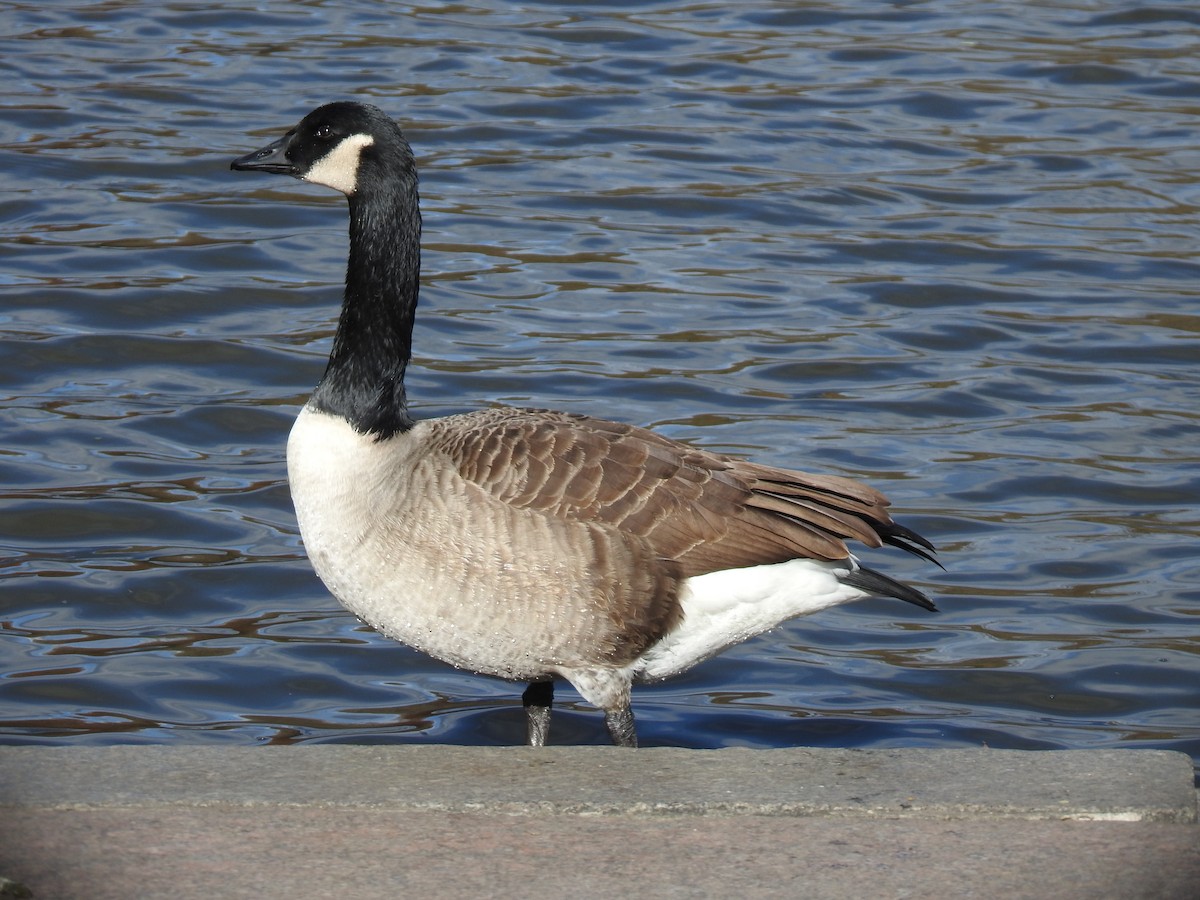 Canada Goose - ML645448042