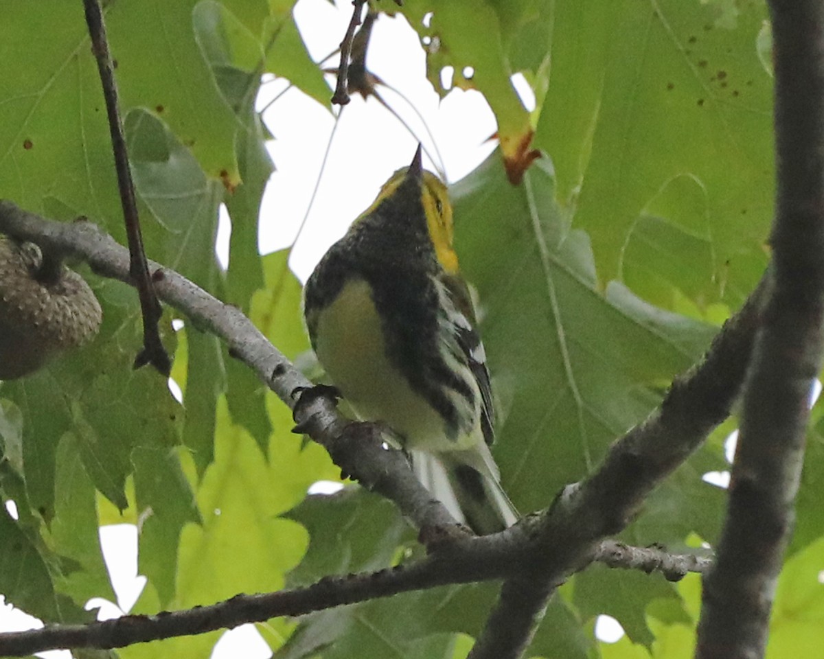 Black-throated Green Warbler - ML645448045