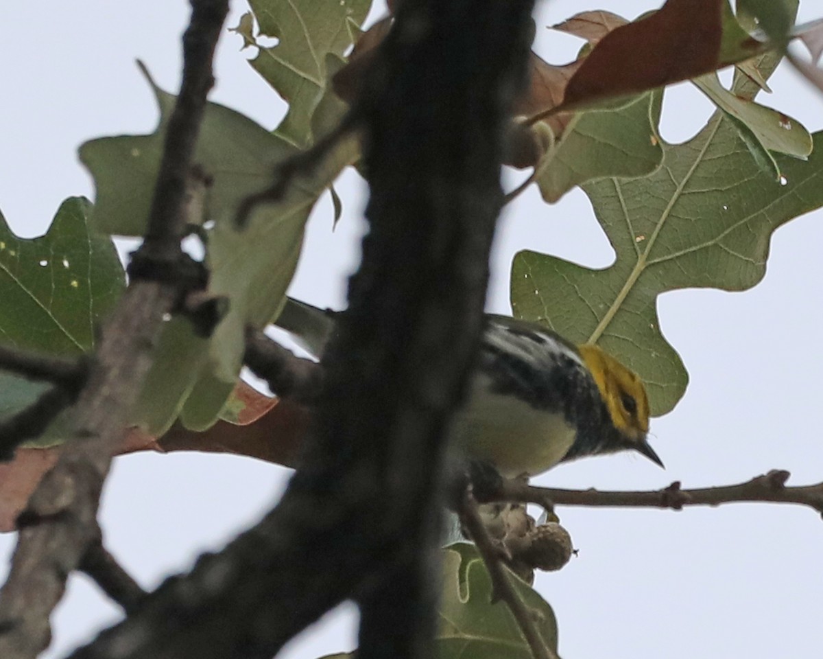 Black-throated Green Warbler - ML645448046