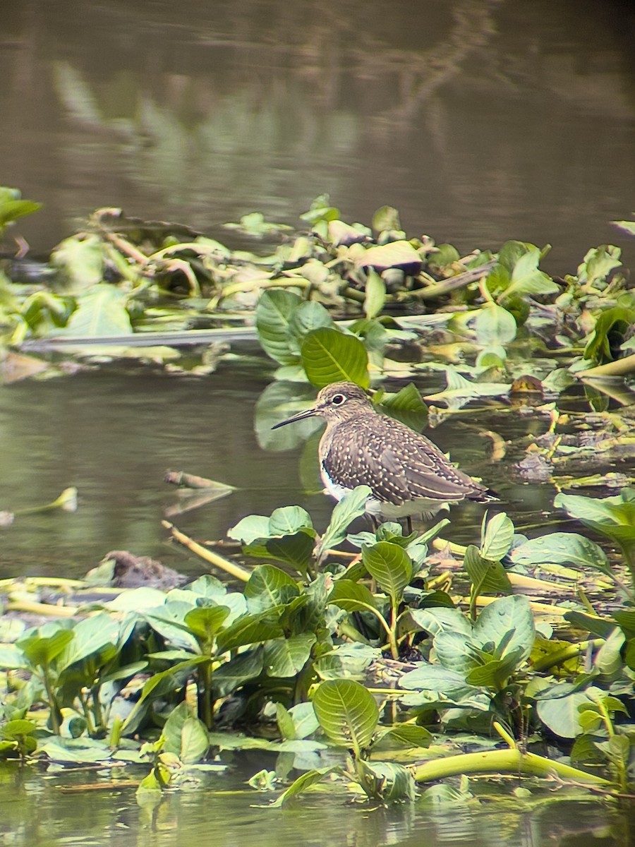 Solitary Sandpiper - ML645448056