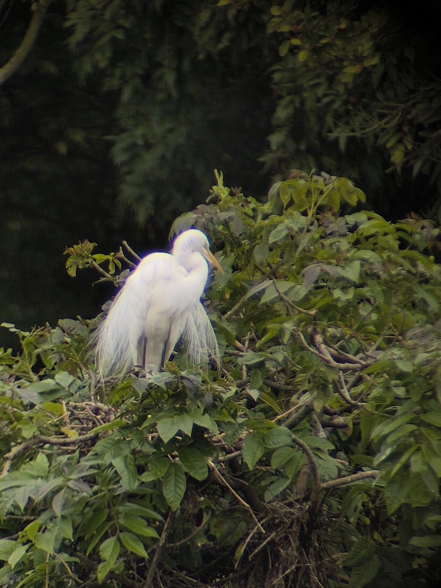 Great Egret - ML645448057
