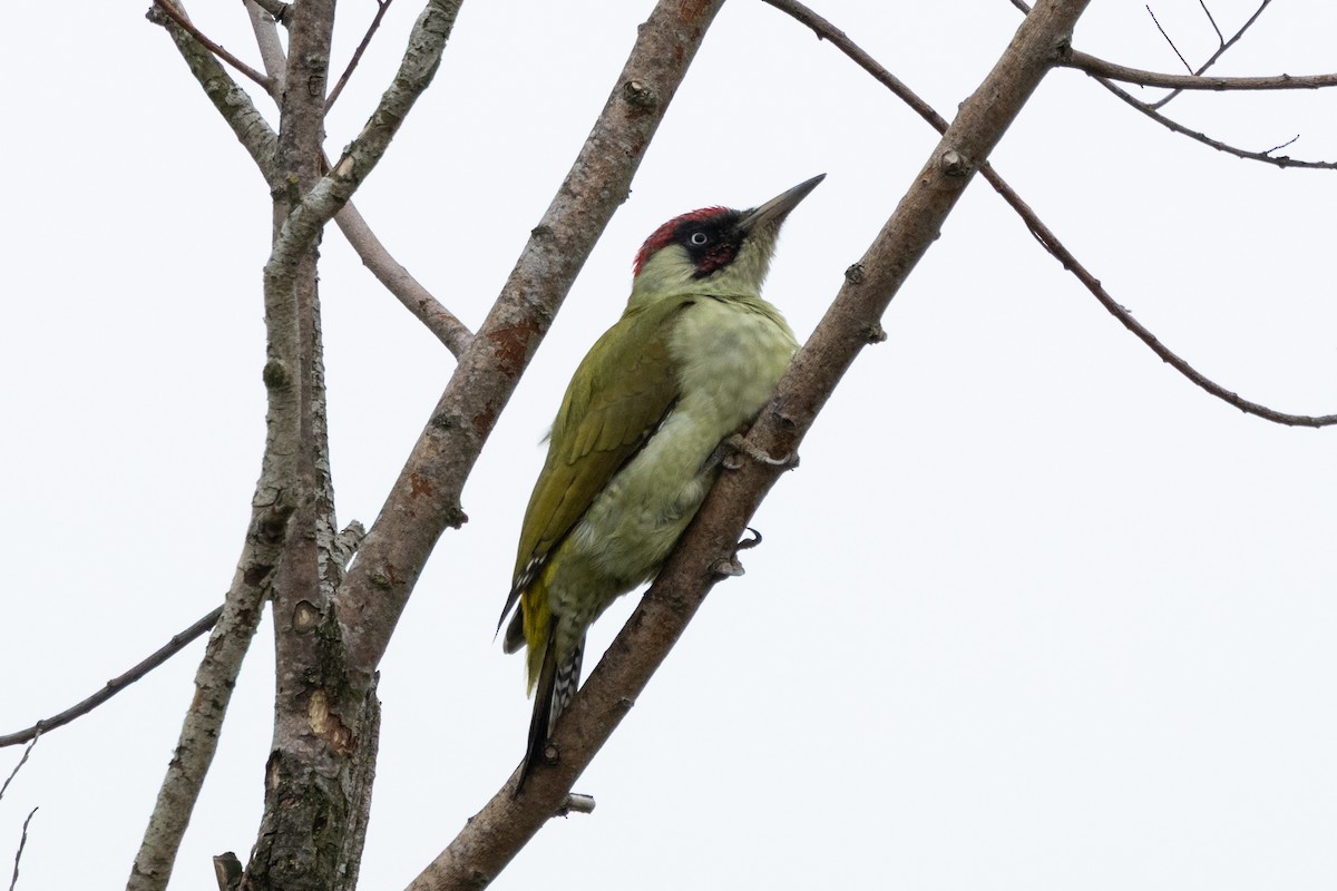 žluna zelená - ML645448060