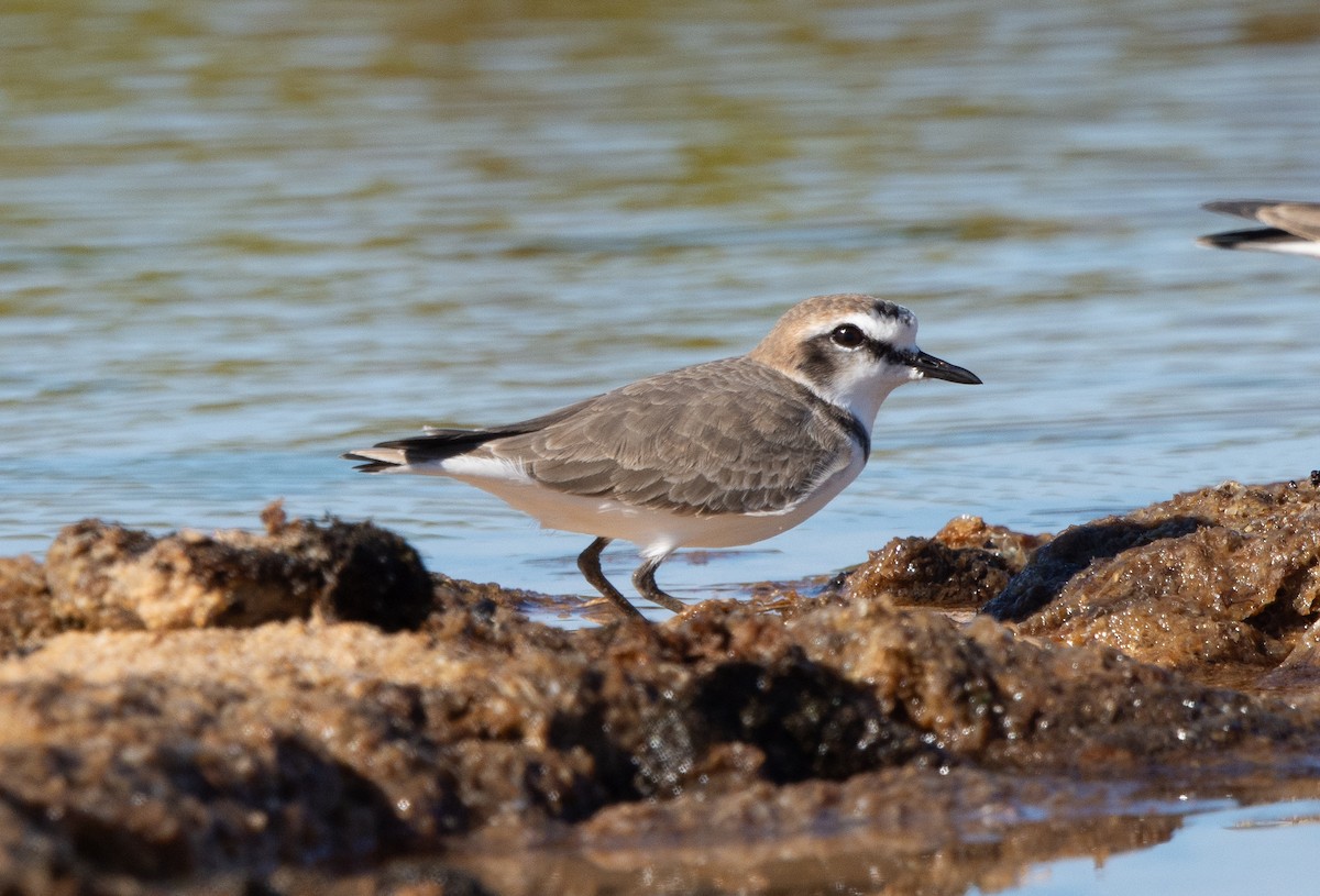 Kentish Plover - ML645448061