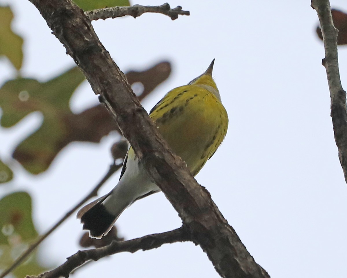 Magnolia Warbler - ML645448062
