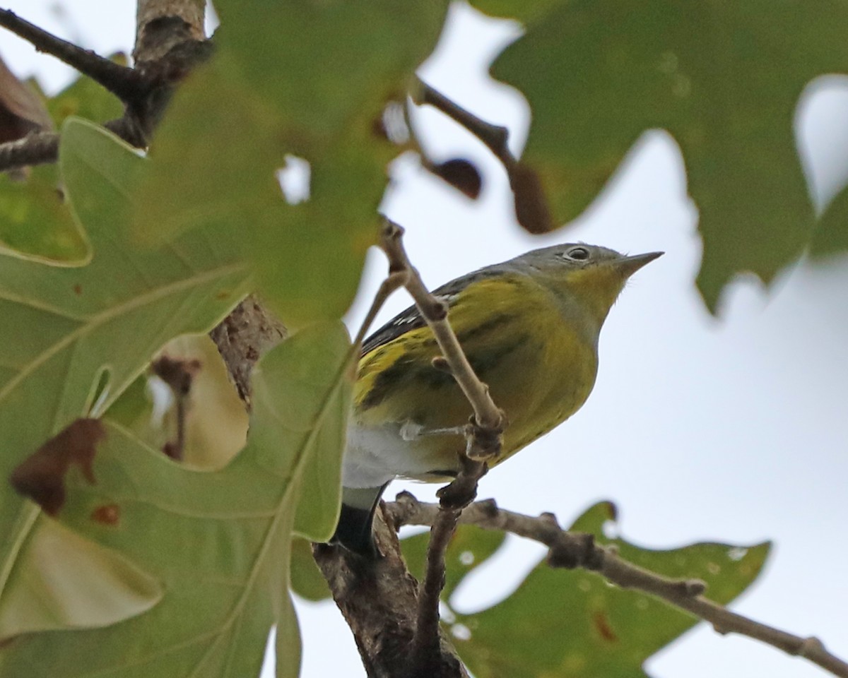 Magnolia Warbler - ML645448063