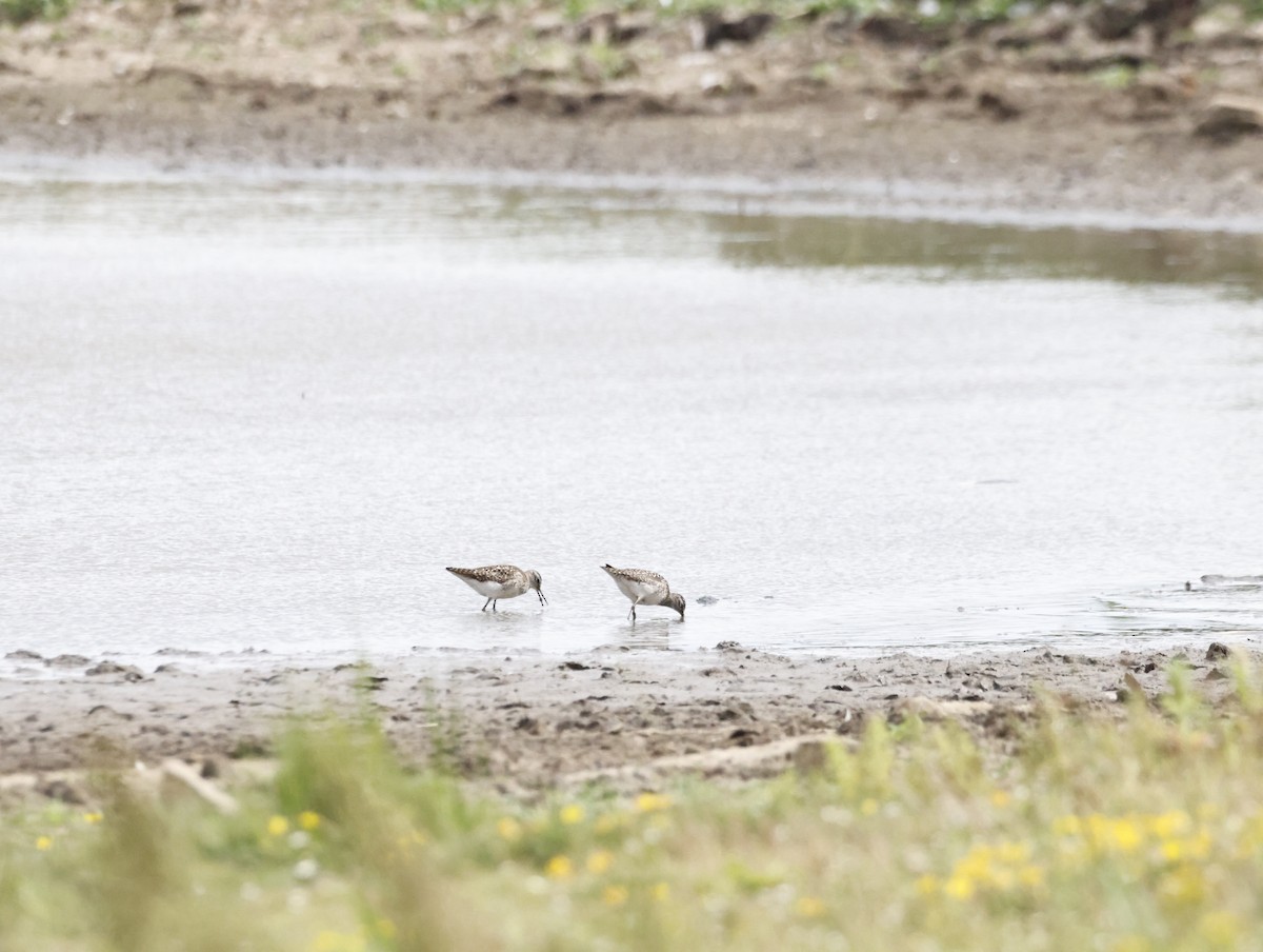 タカブシギ - ML645448064