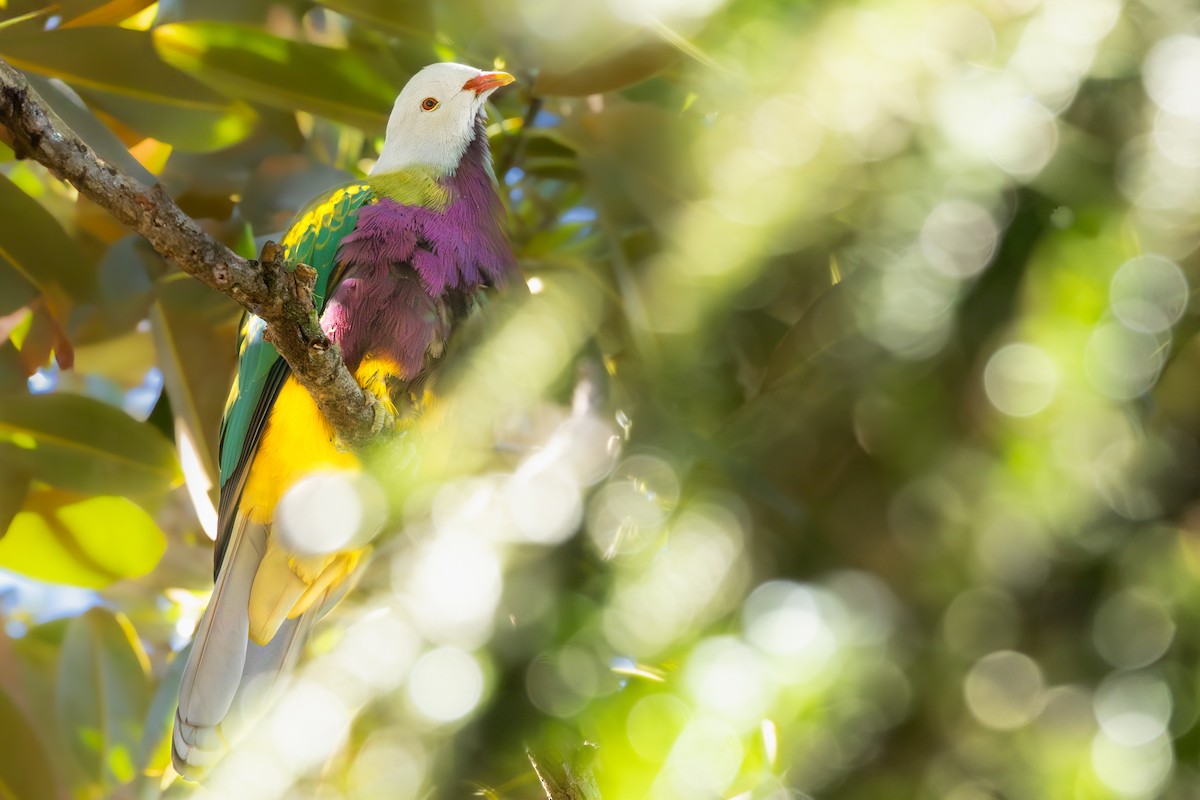 Wompoo Fruit-Dove - ML645448065