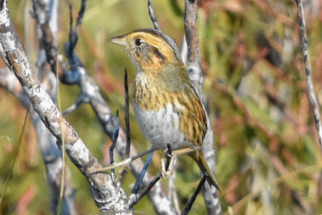 nålstjertspurv - ML645448066