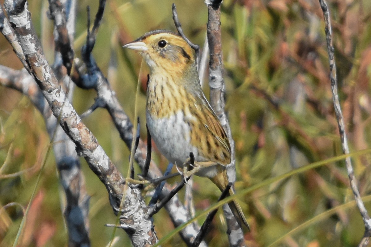 nålstjertspurv - ML645448067